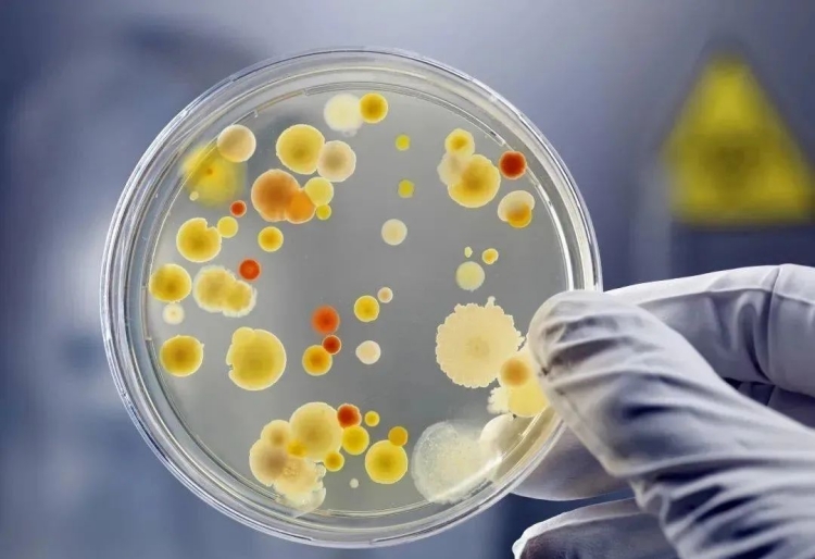 食品安全国家标准食品微生物学检验菌落总数测定