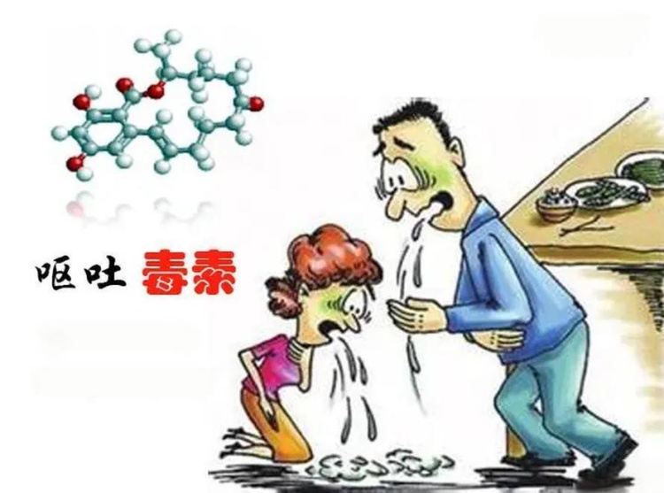 呕吐毒素
